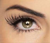 Eyelash follicles has the same overall structure as scalp hair follicles, but much shorter (due to