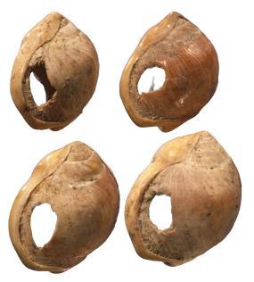 Middle Stone Age shell beads from South Africa. Science 304 (5669): 404. d Errico et al 2005.