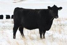 6 26 Another low birth Blaster son from a two-year-old with a long line up of good cows backing her up. Doing things right two years straight, first calf sold to Kenosky Ranching.