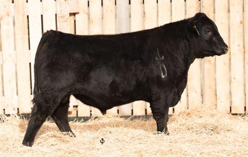 9 49 31 Dam has been designated Elite by the CAA with 8 calves under her belt all retained or sold at bull sale. A calf that possesses so many of the traits of his predecessors.