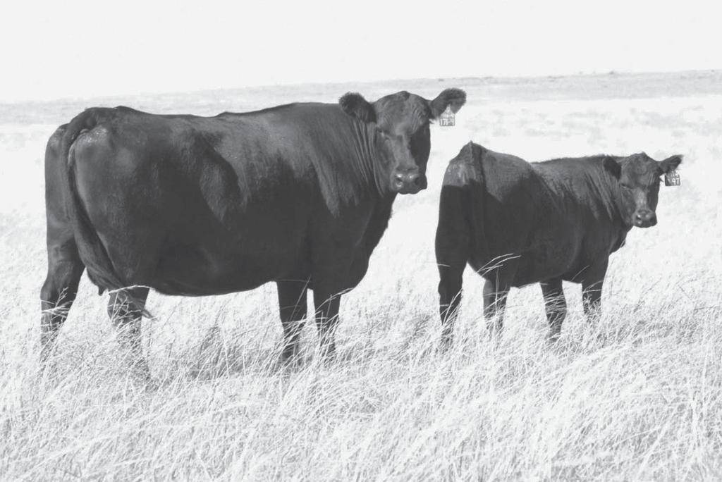 Stout powerful cows with extra rib and muscle are essential for females that work on grass and produce top performing feeder cattle.