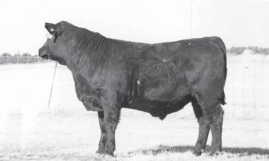 54 Boyd Forever Lady 8003 Marcys 89 Ethelda E 4 This bull is a tank extra rib and do-ability 107 Baldridge Sledgehammer S621 MARCYS 09 SLEDGEHAMMER 103-9 Marcys 04 Pride 171-4 MRG ETHELDA OF 6595 05