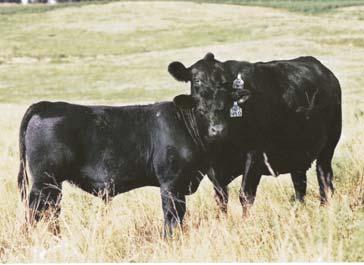 raising and feeding cattle that work in the