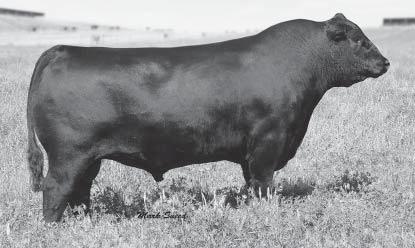 His grandsons in this sale by the Lisco bull are extremely good.