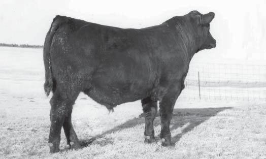 62 Marb RE $F +.43 +.36 +42.27 +25.58 +53.97 Pictured is the top selling yearling bull of the 2011 Marcy Sale, a son of Lisco No Question.