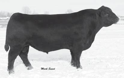 Reference Sires 12 Sons Sell Sitz Dash 10277 Reg: 15656868 SITZ EVERELDA ENTENSE 2665 Sitz Everelda Entense 4948 A negative birth weight bull that is extremely easy calving. +12 CED.