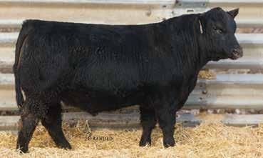 Reference Sires COLE CREEK TEQUILA 131 Reg No. 17039956 Date of Birth: 3/8/2011 Tattoo: 131 SINCLAIR EXACTLY 4U2 Reg No.