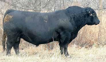 96 Tequila has proven to be a powerful growth sire for us. His calves have length, thickness, and natural muscling ability.