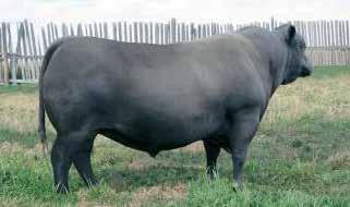 We lost Tequila so their is a limited amount of direct progeny that will be offered. Owned with Cole Creek Angus Ranch and Burchill Angus. There are 6 sons selling in this offering. Reg No.