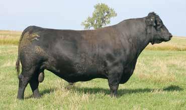 13 We used Executive 9XV2 after seeing his progeny. This calving ease sire is a maternal brother to Sinclair Emulation XXP. He transmits great heel and base width to his sons.