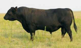 23 Rito 106 was brought in AI as a bull that would sire performance with the maternal abilities that his real world pedigree suggests.