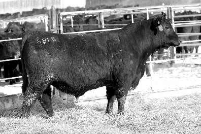 63 $Beef 125.32 Another high $W, calving ease combination. He ranks in the top 2% of the breed for $W while maintaining double digit. GDAR JOAN 5291 Reg.