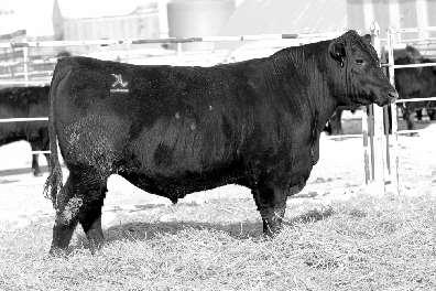 1 59 106 16 1.03.09 59.25 $Beef 136.22 Calving ease Justified that posted a gain ratio of 111 and one of the highest IMF scores, ratioing 153.