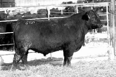 GDAR NEW DAY 5294 GDAR BLACKBIRD 4511 # 1.4 64 109 29.34.23 71.74 $Beef.93 Note the 7 calves at 107 nursing ratio that this pathfinder dam has produced.