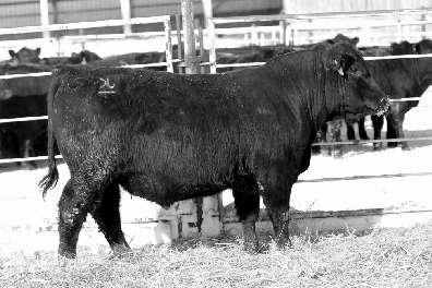 This bull ranks in the top 2% of the breed for WW EPD, and top 3% for $W. Reg.