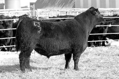 MISS FOREVER 151 GDAR PAMELA EVER 2320 1.3 0 141 27.24.7 2.6 $Beef 165.9 Third largest ribeye in the sale and huge performance numbers with a moderate birth weight. Ratioed 115 on RE and 109 on gain.