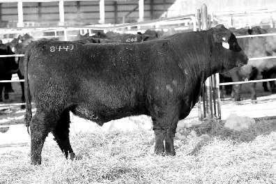 115-1.1 66 123 31.37.4 76.07 $Beef 134.53 Really unique pedigree on this fancy Reload son.