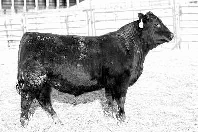 95 Fourth largest $W in the sale, and he goes back to Game Day s dam on the bottom side. Reg.