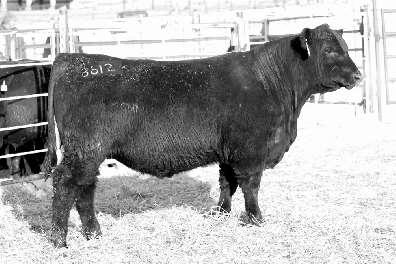 GDAR MISS WIX 532 Reg. 19245129 Tattoo: 66 Birth Date: 2/06/1 GDAR MISS WIX 3363 670 102 1224 103 Dam Production 2-102 GDAR JUSTIFIED 66 7 Largest ribeye in the sale with a ratio of 120.