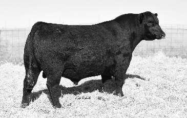 G D A R LUKENS FOREVER LADY J463 Reload continues to impress on the bull and female sides. Progeny are moderate, wide based, and good footed.