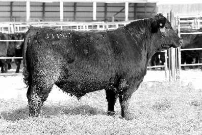 62 ranks in the top 2% of the breed for $W and YW EPD, top 3% for WW EPD. Reg.