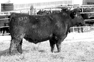 3233 # 1. 79 140 26.27.69 0.37 $Beef 15.0 A high performing justified bull out of a pathfinder dam. You will really appreciate the length, muscle expression, and quarter in this bull.