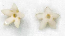 56 Flower Shell or white Chalcedony C30 G3.