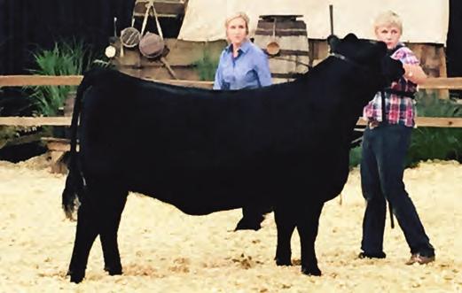 19 Recommended for heifers. This Pathfinder Dam produced an $8,500 bull in 2014.