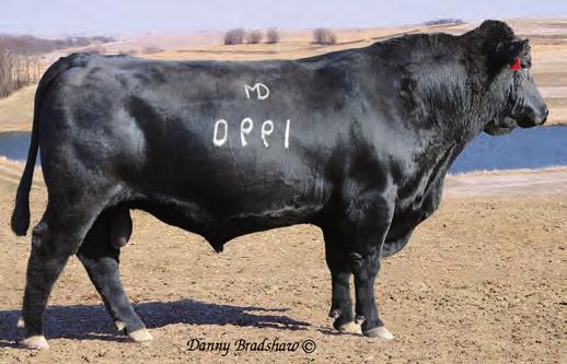 2012 - High-selling bull at $192,000 sold to Hoover Angus, Reg