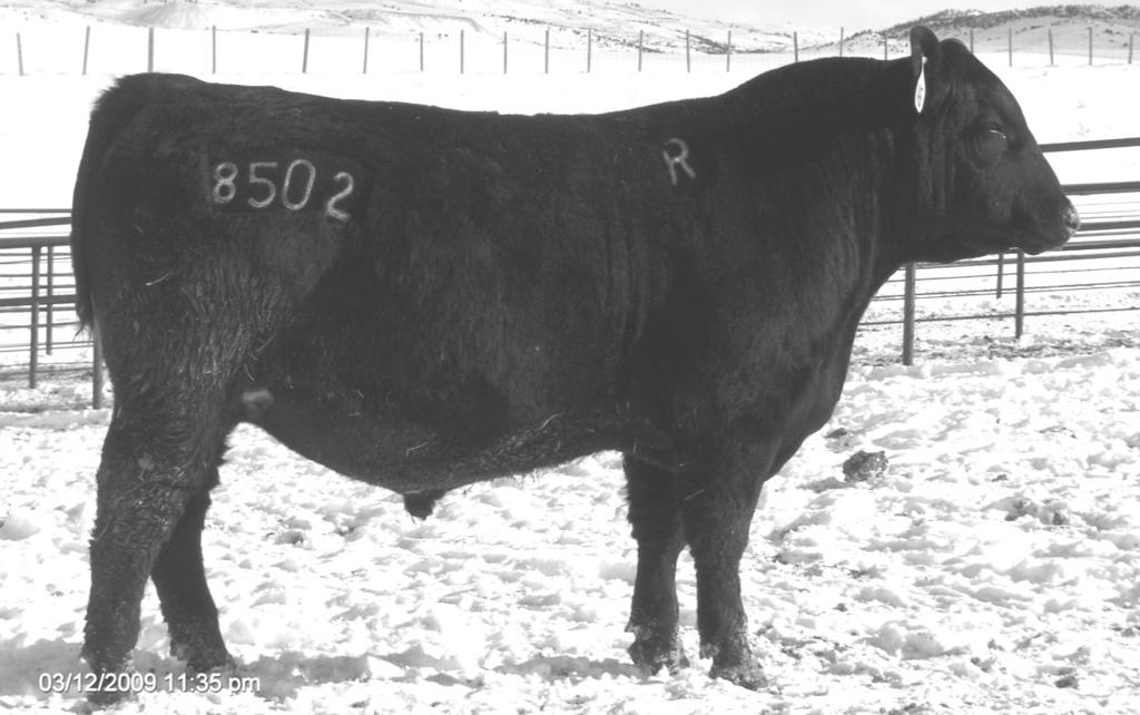 Annual Spring Bull Sale Sale Reference Sires RM Back To The Future 8502 RM Back to the Future 8502 is just what his name means.