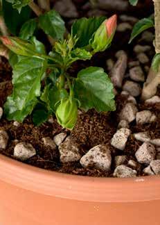 Pumice could used for green house because pumice stone is a porous volcanic rock with a neutral ph level and is comprised of highly vesicular strands permeated with tiny air bubbles.