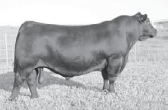 reference Sires Sire A LD CAPITALIST 31 01/2/2013 Sire Reg# 17102 Tattoo: 31 # S A V FINAL ANSWER 0035 # C A FUTURE DIRECTION 5321 LD DIXIE ERICA 2053 #S A V MAY
