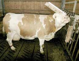 A traditional cow cleaner is a combination of brushes joined together to which the cow has constant access; it can rub against them at any time.