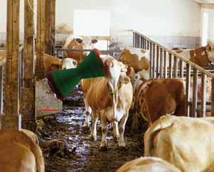 Cleaning equipment was designed primarily for group maintenance of cows in freestanding enclosures, where the cows can move about without difficulty.