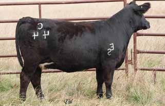 ES B49, Maternal Sister 24 HL Grid Buster P51 HL Game Plan R42X JDJ Queens Ransom Ellingson Legacy M229 ES Y21 ESU16 25 The HL Game Plan cattle have been very practical, not extreme, just right down