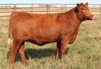 Red Angus Beauties 36 Messmer Joshua 019P Messmer Packer S008 Messmer Millie 124P Bieber Make Mimi 7249 EIR U204 EIR S220 EIR C205 Purebred Red Angus REG#3482076 If she ends up like her mother, you