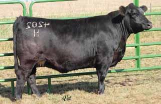 Healy Simmentals Kevin Healy Family, 29621 441st Ave, Irene, SD 57037 Home 605-263-3876, Cell 605-660-3880 41 Mr.