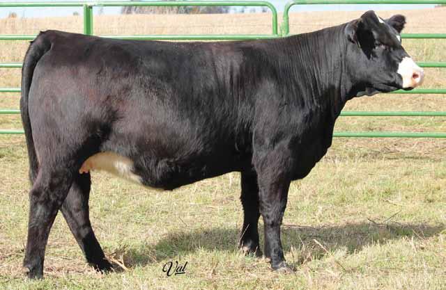44 KGH Miss 546C Black Baldy Dbl Polled 3/4 SM 1/4 AN ASA#3155354 Welshs Dew It Right 067T GKS Timed Right Z119 SS Magnificent Dreams STF Seymour Butts TU51 KGH Miss Seymour 05X KGH Miss Line 6101S