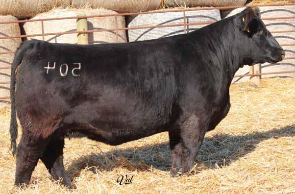 She is super deep, sound footed and backed by a strong cow family. Buy with confidence here as she will be a money maker for years to come. A.I.