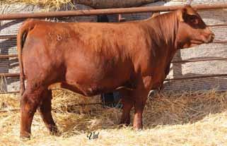 20 -.037.87 100 70 SVF Steel Force S701 HSF/RF Renegade Y132 RF Neva RC Club King 040R WINC Club King 104Y Miss Werning 637S This Renegade daughter has plenty of gas in her tank with a 114 YR EPD.