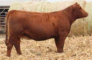 73 FLE Bride Bull ASF/TRE Yukon ASF Unforgettable STF Tyrell T761 ASF Xuberant ASF Starlight ASF Celeste C4 Black Dbl Polled Purebred ASA#2971768 Without a doubt our herd bull, ASF/TRE Yukon is as