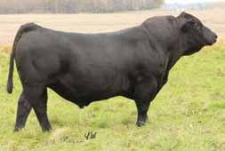 Xaltation s grandam was a phenomenal cow we purchased from Hook Farms and her granddaughter carries through with many similarities. Confirmed bred to ASF/TRE Yukon on May 25 for a March 4 calf.