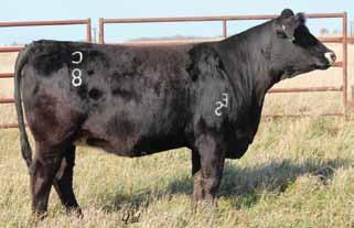 4 HL Grid Buster P51 HL Game Plan R42X JDJ Queens Ransom Duff Encore 702 ES X95 Miss RS28S ES C6 Black Dbl Polled 3/4 SM 1/4 AN ASA#3025312 A female with a lot of rib shape just as you would expect