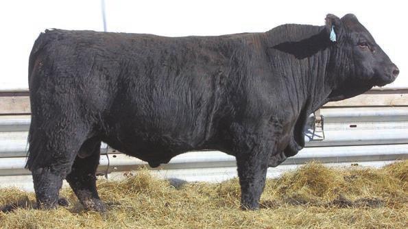 4 WW +46 YW +90 MWW +37 Milk +14 CE -0.7 193B is a massive bull with a lot of capacity, length and depth of body. He has been a standout in the fall herd since he was born.