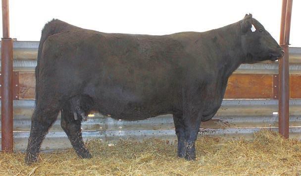Oak Salers herd. Y115 has a long body and a little bit of frame and has raised some good bulls, like 1 in the sale this year. BW: 80 Reg No P670245 Tattoo DJF03X BW +2.
