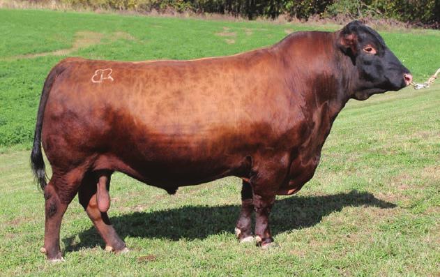 We are expecting lots of performance and fancy females out of him Co-Owned with Hayse Farms Reference Sires BW +0.1 WW +43 YW +77 MWW +39 Milk +17 CE +1.
