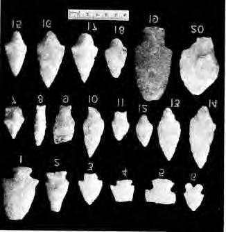 Besides the Lamokoid and Laurentian aspects of the subject, some of the Ryder specimens, such as fishtails (Plate 3; Figs. 8-10), are associated with the Orient complex (radiocarbon dated at ca.