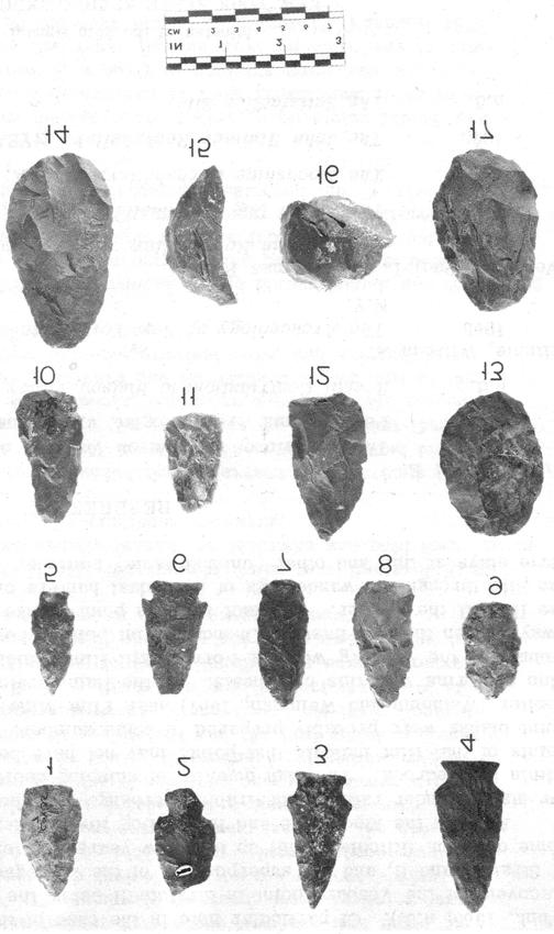 No. 53, November 1971 23 indicated by the flat basal surfaces which occurred where the flint veins intersected the lime stone.