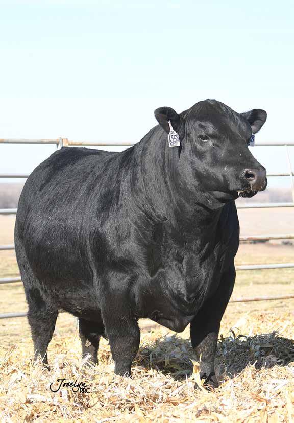 BULL AND FEALE SALE 6 P