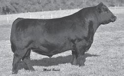 PVF Insight 0129 - Several sons of this popular and proven breed leader sell.